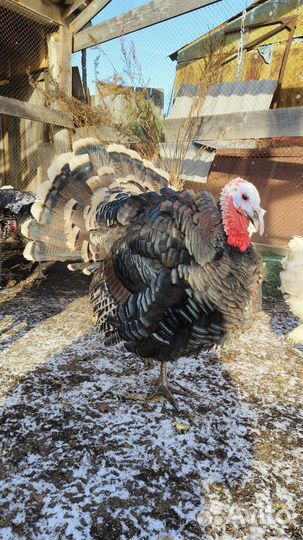 Индюки северокавказкие бронзовые
