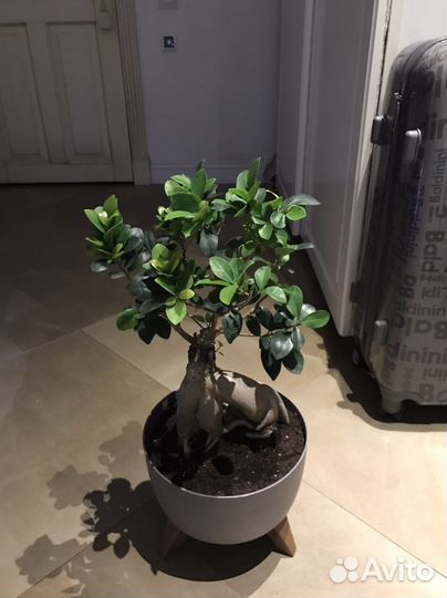 Бонсай гинсенг, подарок, в наличии