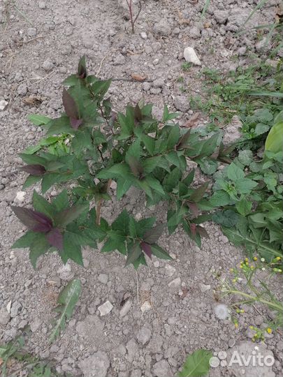 Дерен белый элегантиссима