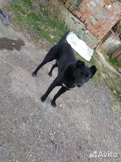 Дворянин. Умный пёс. Собака барабака