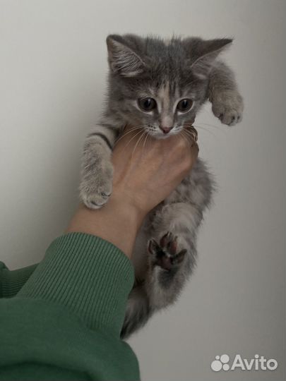 Отдам котенка