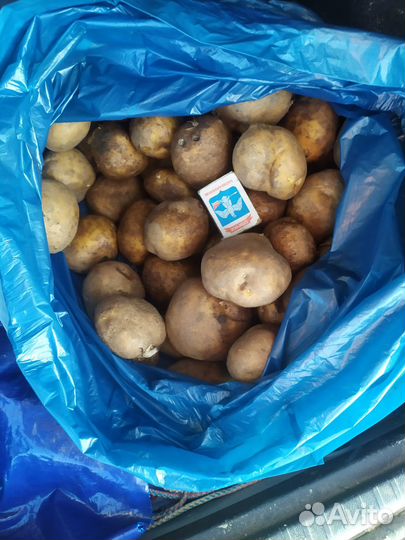 Продукты питания рязань.картофель старый