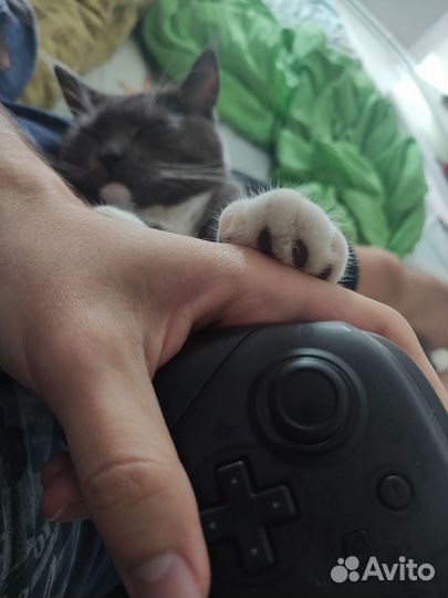 Nintendo switch pro controller