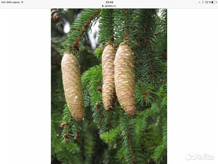 Шишка еловая