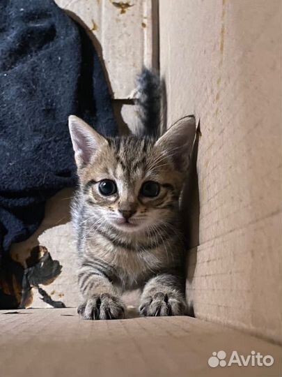 Кошка в дар бесплатно