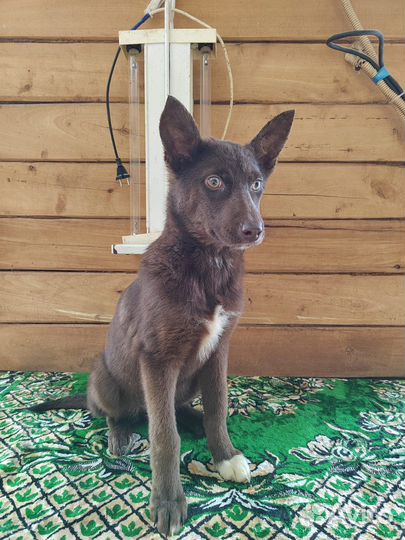 Щенок в добрые руки