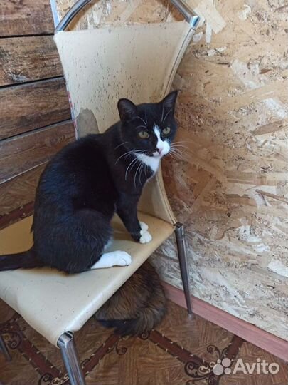 Кошка Улечка ищет дом