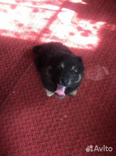 Щенок 4 месяца