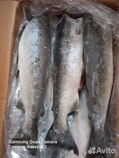 Рыба.пресервы,кижуч