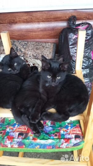 Котята ищут любящих хозяев