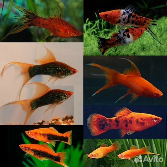 Меченосцы Черный Вильчатый, Кои, Тигровый, ассорти