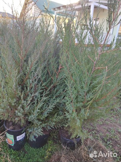 Можжевельник вергинский