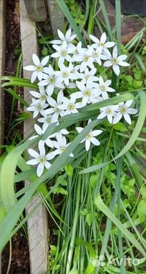 Птицемлечник