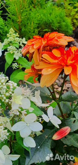 Георгины в ассортименте