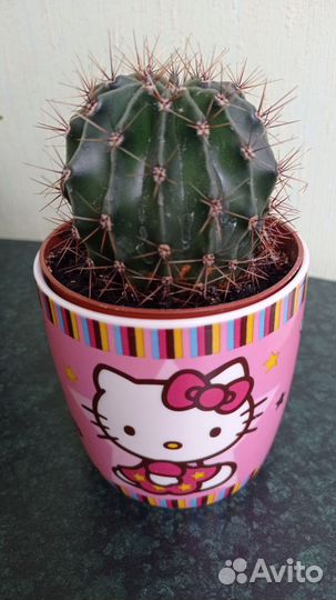 Суккуленты