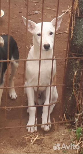 Щенок мальчик в добрые руки из приюта