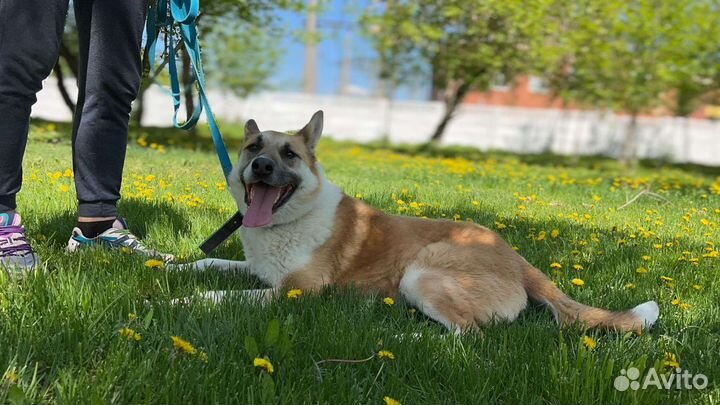 Умный Граф томится в приюте