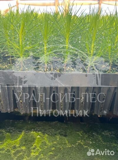 Зкс Сосна сеянцы Ели Лиственницы окс Голуб Горная