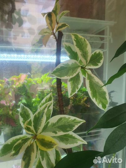 Фикус Мелани вариегатная