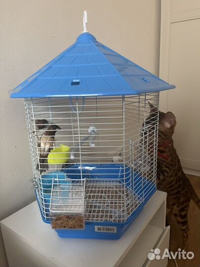 Птицы амадины