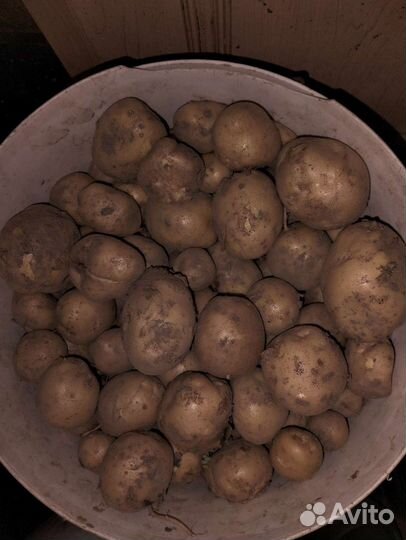 Продаю картофель