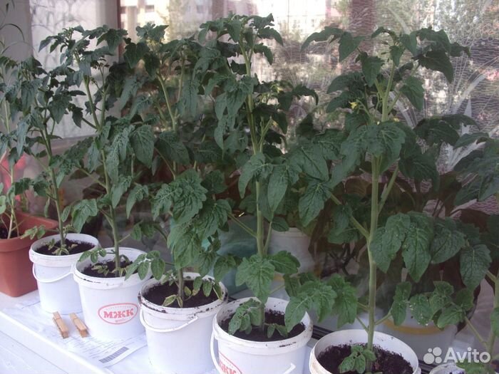 Рассада помидоров томатов