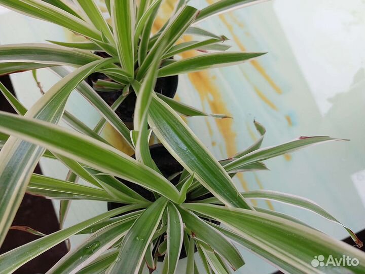 Хлорофитум (цветок-пылесос)