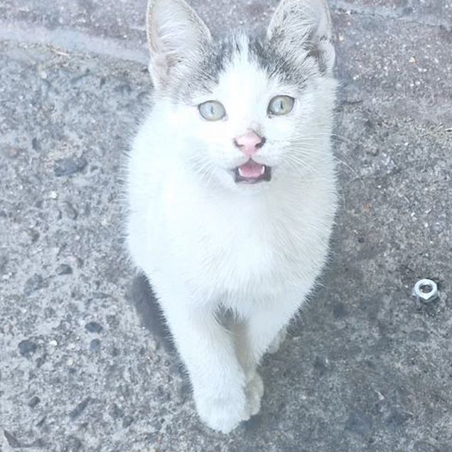 Котёнок в добрые руки