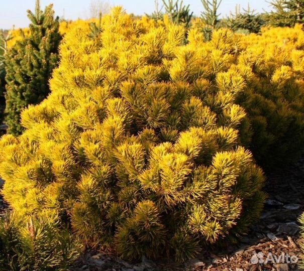 Сосна Dezember Gold в с3л