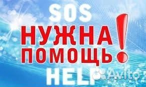 Собака в добрые руки отдам бесплатно