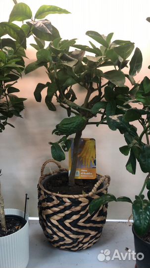 Цитрус Рука Будды