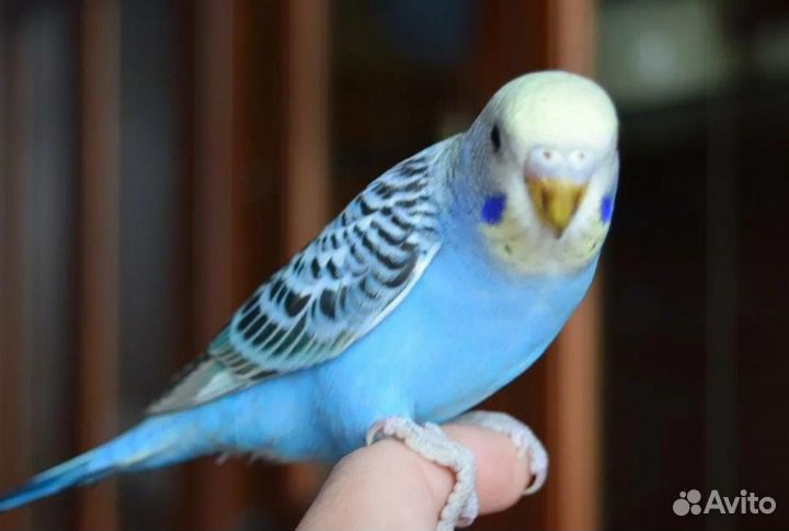 Волнистый попугай