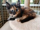 Котята мейн-кун полидакты и классики объявление продам