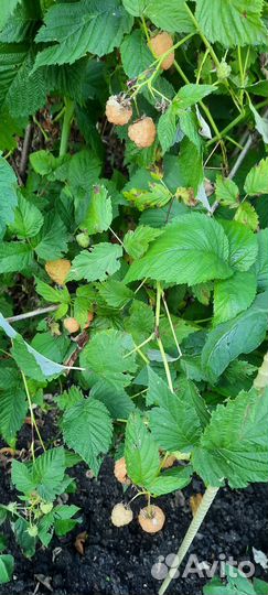 Саженцы желтой малины