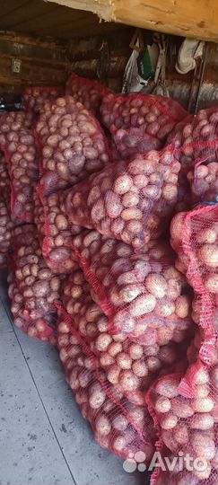 Продам картошку