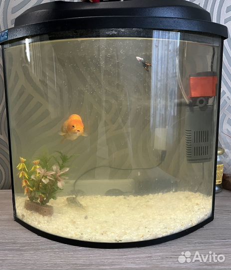 Аквариум с рыбками