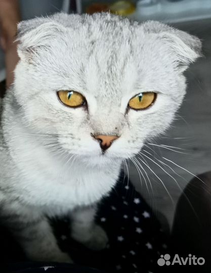 Шотландская вислоухая кошка