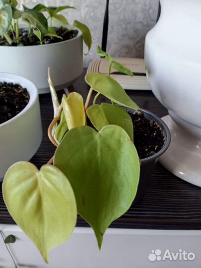 Фикус Лирата,гибискусы,калатеи
