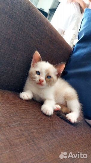 Котята бесплатно