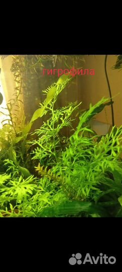Гуппи, растения для аквариума