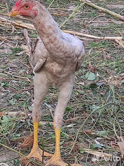 Бойцовые петухи