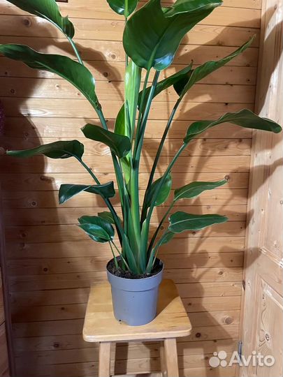 Стрелиция Николая d-19 h- 130