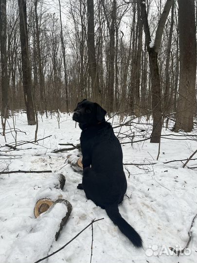 Кобель лабрадора вязка