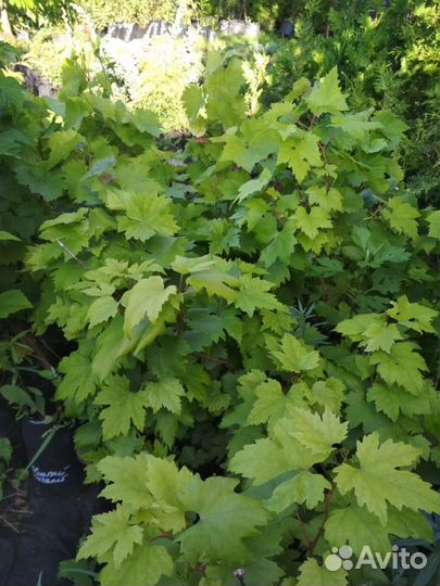 Саженцы винограда