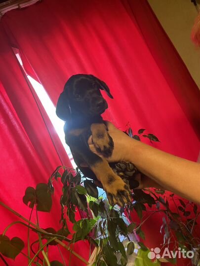 Щенки добермана