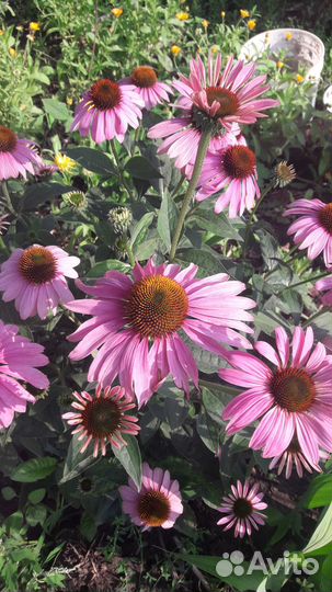 Цветы садовые многолетники разные, Солнечный-2