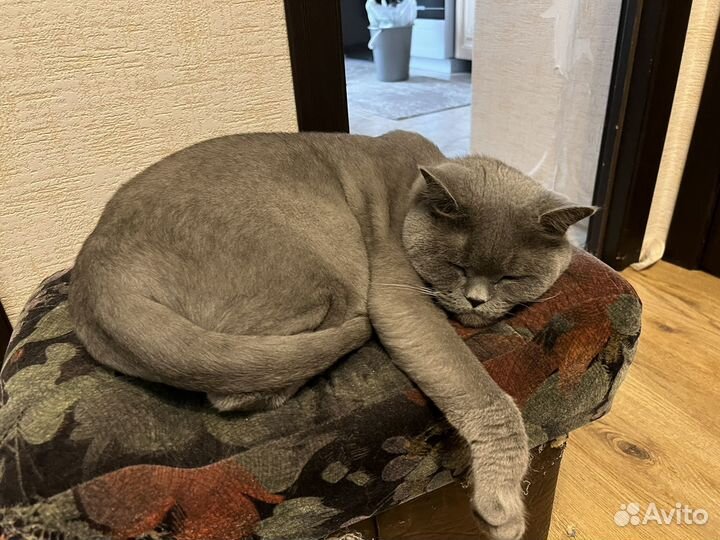 Отдам Малыша в хорошие руки