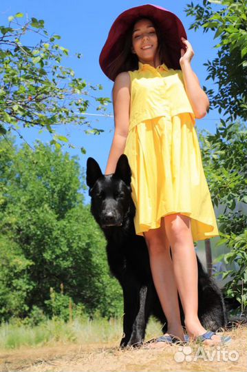 Выгул собак,дрессировка