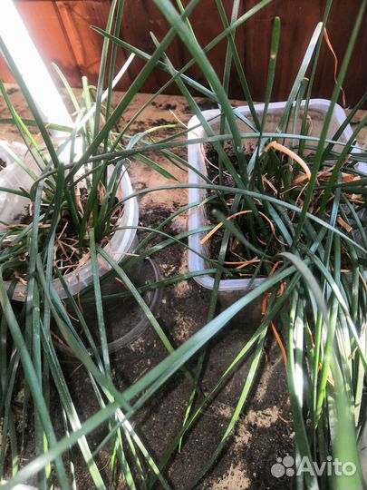 Зефирантес розовый и белый