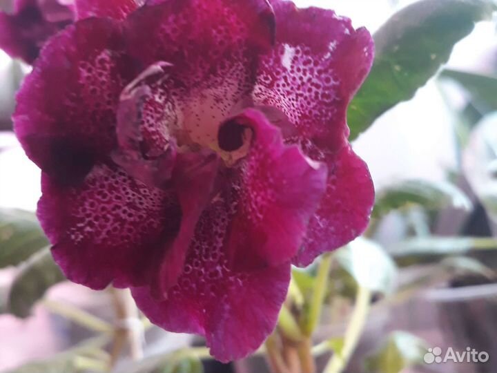 Глоксиния махровая